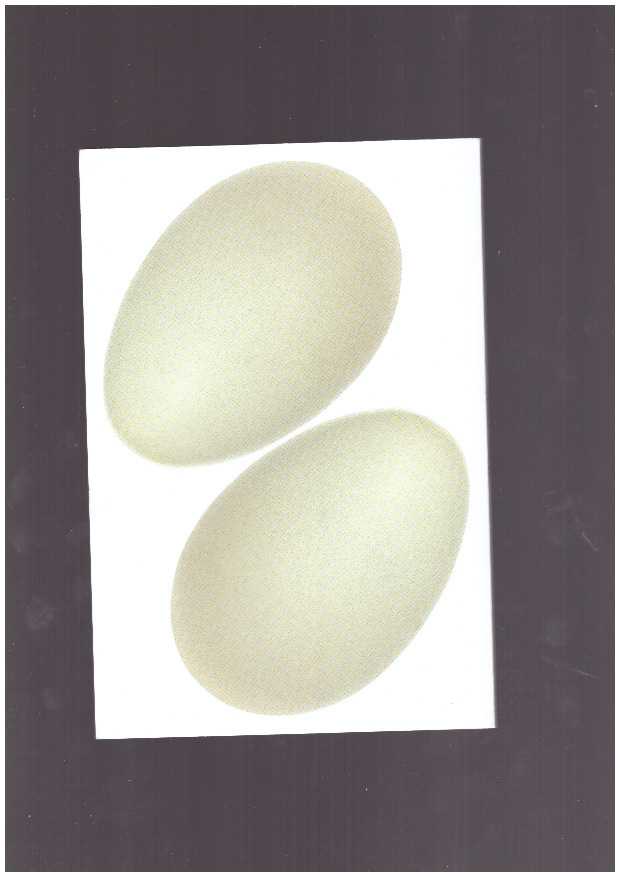 NARBUTAITĖ, Elena - Memories of the Star